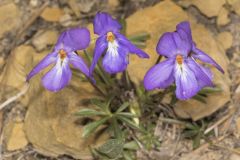 Bird's Foot Violet, Viola pedata