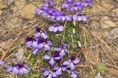 Bird's Foot Violet, Viola pedata