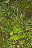 Bishop's Cap, Mitella diphylla