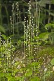 Bishop's Cap, Mitella diphylla