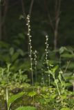 Bishop's Cap, Mitella diphylla