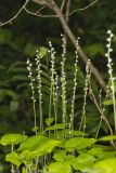 Bishop's Cap, Mitella diphylla