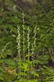 Bishop's Cap, Mitella diphylla