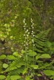 Bishop's Cap, Mitella diphylla