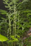 Bishop's Cap, Mitella diphylla