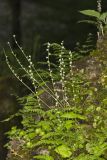 Bishop's Cap, Mitella diphylla