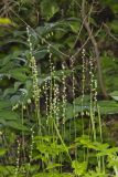 Bishop's Cap, Mitella diphylla