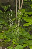 Bishop's Cap, Mitella diphylla