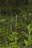 Bishop's Cap, Mitella diphylla