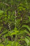 Bishop's Cap, Mitella diphylla