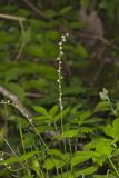 Bishop's Cap, Mitella diphylla