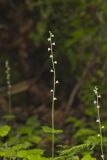 Bishop's Cap, Mitella diphylla
