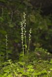Bishop's Cap, Mitella diphylla
