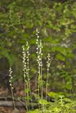 Bishop's Cap, Mitella diphylla