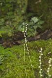 Bishop's Cap, Mitella diphylla