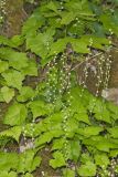 Bishop's Cap, Mitella diphylla
