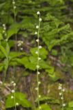 Bishop's Cap, Mitella diphylla
