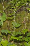 Bishop's Cap, Mitella diphylla