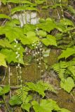 Bishop's Cap, Mitella diphylla