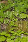 Bishop's Cap, Mitella diphylla