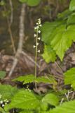 Bishop's Cap, Mitella diphylla