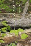 Bishop's Cap, Mitella diphylla