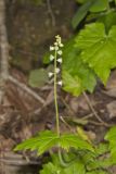Bishop's Cap, Mitella diphylla