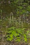 Bishop's Cap, Mitella diphylla