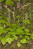 Bishop's Cap, Mitella diphylla