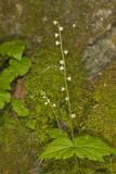 Bishop's Cap, Mitella diphylla