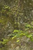 Bishop's Cap, Mitella diphylla