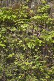 Bishop's Cap, Mitella diphylla