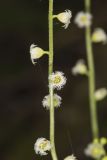 Bishop's Cap, Mitella diphylla