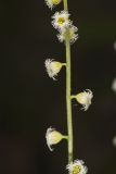 Bishop's Cap, Mitella diphylla