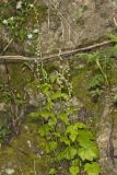 Bishop's Cap, Mitella diphylla