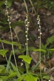 Bishop's Cap, Mitella diphylla
