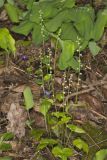 Bishop's Cap, Mitella diphylla