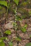 Bishop's Cap, Mitella diphylla