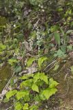 Bishop's Cap, Mitella diphylla