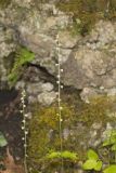 Bishop's Cap, Mitella diphylla