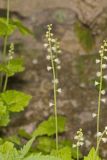 Bishop's Cap, Mitella diphylla