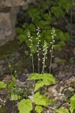 Bishop's Cap, Mitella diphylla