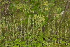 Bishop's Cap, Mitella diphylla
