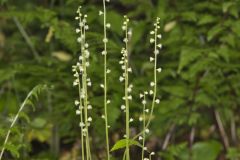 Bishop's Cap, Mitella diphylla