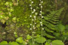 Bishop's Cap, Mitella diphylla