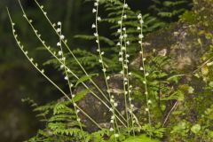 Bishop's Cap, Mitella diphylla