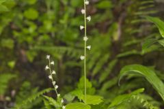 Bishop's Cap, Mitella diphylla