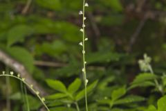 Bishop's Cap, Mitella diphylla