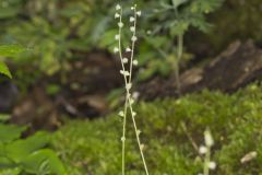 Bishop's Cap, Mitella diphylla