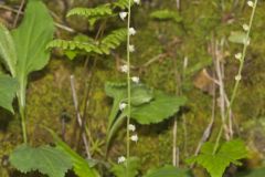 Bishop's Cap, Mitella diphylla Bishop's Cap, Mitella diphylla